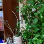 В ВФ РГУ СоцТех прошли конкурсы на лучшее новогоднее оформление В общежитии ВФ РГУ СоцТех прошёл конкурс на лучшее оформление комнаты
