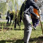 Студенты ВФ РГУ СоцТех навели порядок на улице Титова Студенты ВФ РГУ СоцТех навели порядок на улице Титова